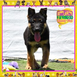 BETTY WHITE - Black and red female German Shepherd puppy in Murrieta, California from Diamond Oaks German Shepherds