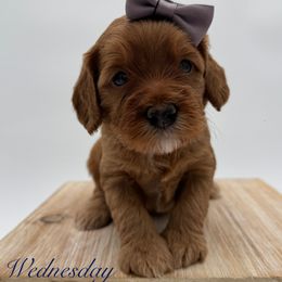 Wednesday - Caramel female Australian Labradoodle puppy in Morgan Hill, California from Loving Labradoodle