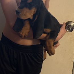 Boy 2 - Black tan and white male Basset Hound puppy in Letcher, Kentucky from Hackers Appalachian Basset Hounds