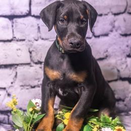Green Boy - Black and rust male Doberman Pinscher puppy in Shelby, North Carolina from IronBee Dobermans