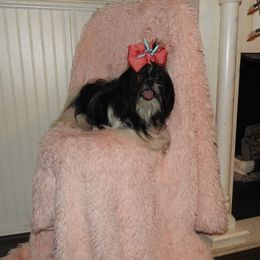 Pixie Belle - Shih Tzu