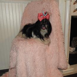 Pixie Belle - Shih Tzu