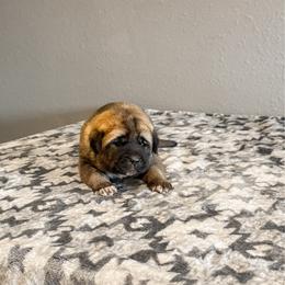 Orange collar - Fawn male Anatolian Shepherd Dog puppy in Spokane, Washington from 4D Cattle Dogs