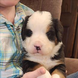 Sally - Black rust and white female Bernese Mountain Dog puppy in Auburn, Indiana from Swamp Creek Berners
