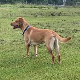 Luke - Labrador Retriever