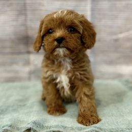 Steve - Red male Cavapoo puppy in Logan, Utah from Mountain View Doodles