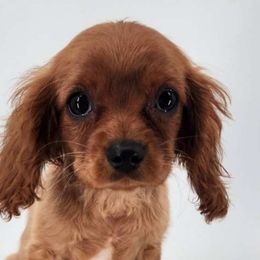 Butterscotch - Ruby Cavalier King Charles Spaniel puppy in Cleveland, North Carolina from Rose and Crown Cavaliers