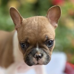 Juliette - Fawn and white female French Bulldog puppy in Ford City, Pennsylvania from DeWitt Frenchies