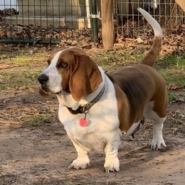 Chloe - Basset Hound