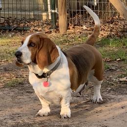 Chloe - Basset Hound