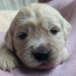 Purple - Light golden female Golden Retriever puppy in Roseburg, Oregon from Unbound Goldens