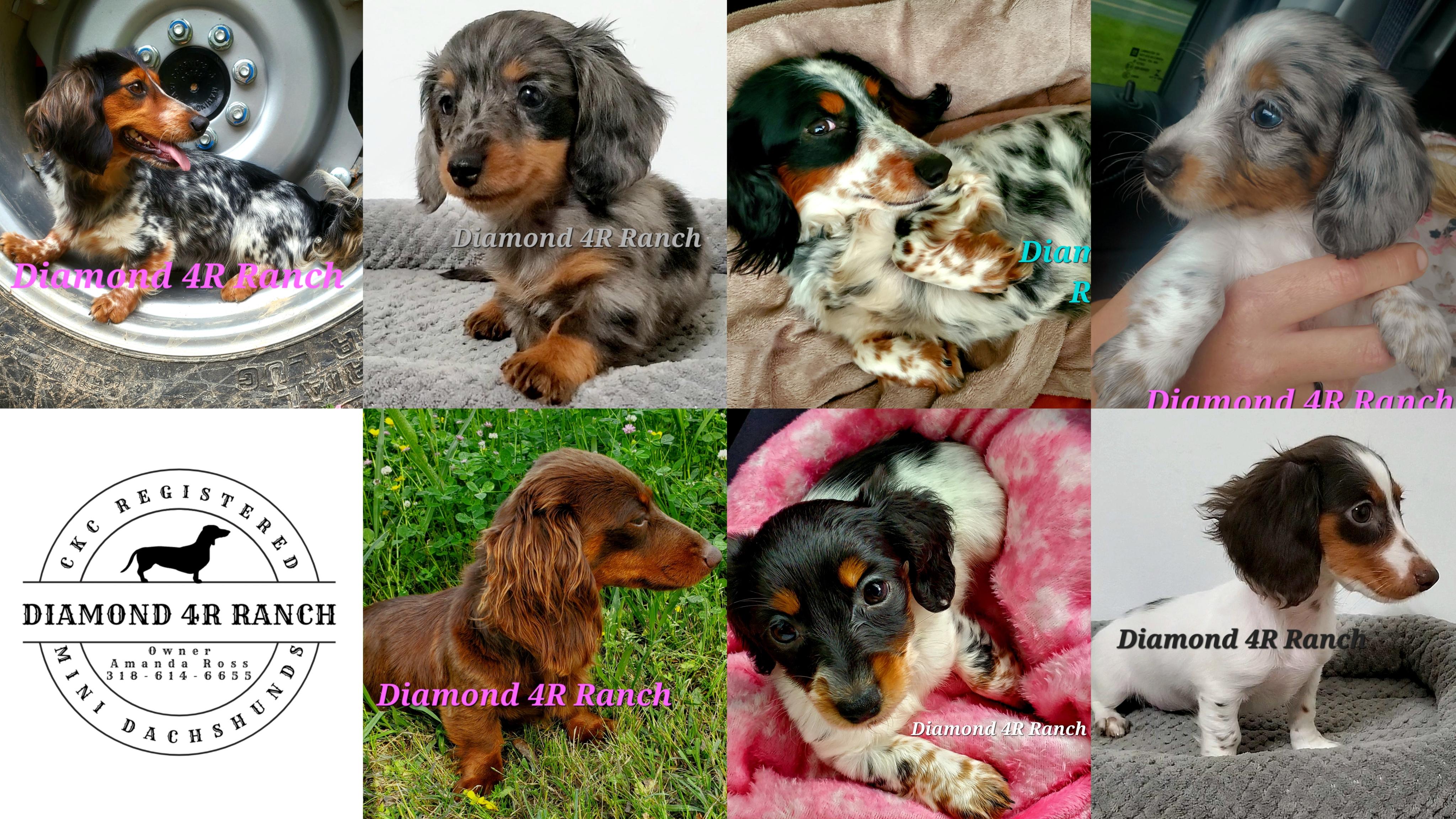 Diamond 5R Ranch AKC & CKC Miniature Dachshunds in Louisiana ...
