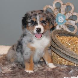 Australian Shepherd Puppies from Frantzick Farm Aussies
