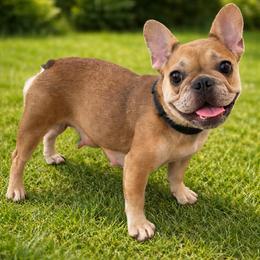 Honey - French Bulldog