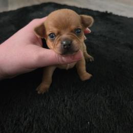 Freddy - Chocolate sabled fawn male Chihuahua puppy in Ashtabula, Ohio from Paw's & Awe's Chihuahuas