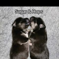 Finnish Lapphund Puppies from Tulikettu Kennel