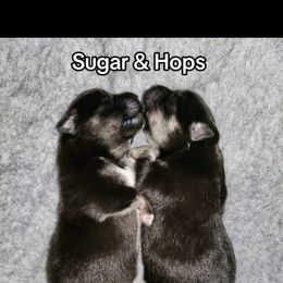 Finnish Lapphund Puppies from Tulikettu Kennel