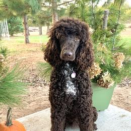 Aussiedoodles, Bernedoodles, Goldendoodles, and Poodles from KC Acres