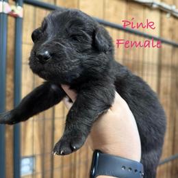 Pink - Black female German Shepherd puppy in Terra Alta, West Virginia from Shepherd Country Farm and Kennels