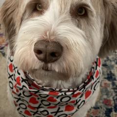"gambit 3.5 years old now" Polish Lowland Sheepdog All Grown Up from EnchantingPON