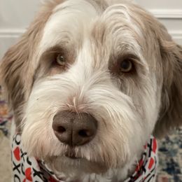 "gambit 3.5 years old now" Polish Lowland Sheepdog All Grown Up from EnchantingPON