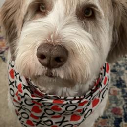 "gambit 3.5 years old now" Polish Lowland Sheepdog All Grown Up from EnchantingPON