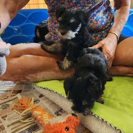 Boy 4 - Black and silver male Miniature Schnauzer puppy in Spokane, Washington from Blue Haven Stable