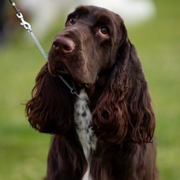 Woody - Field Spaniel