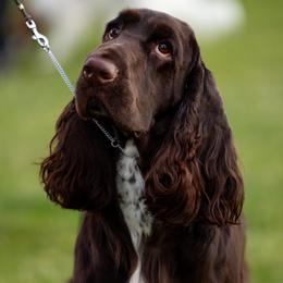 Woody - Field Spaniel