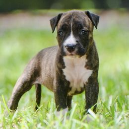 Isabella - Brown brindle female American Staffordshire Terrier puppy in St. Augustine, Florida from LBK & Ancient City