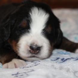 Bernese Mountain Dog Puppies from Baby Bear Bernese Kennel