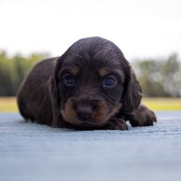 Moka - Chocolate and tan female Dachshund puppy in Excel, Alabama from CJ’s Little Palace