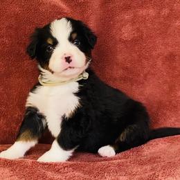 Gray Collar Male - Black rust and white male Bernese Mountain Dog puppy in Bristol, Tennessee from Holston Hollow Farm