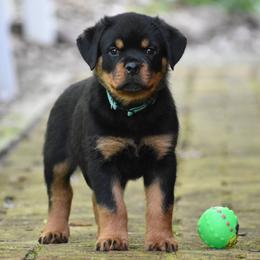 Lennox - Black and mahogany male Rottweiler puppy in Catawissa, Pennsylvania from Sharp Ridge Rottweilers
