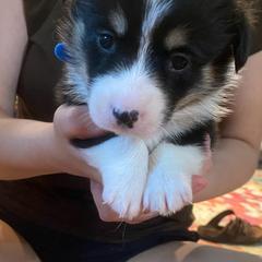 Sheldon - Black and tan male Pembroke Welsh Corgi puppy in New Richmond, Wisconsin from 10 Mile Creek Farms