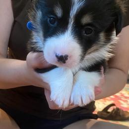 Sheldon - Black and tan male Pembroke Welsh Corgi puppy in New Richmond, Wisconsin from 10 Mile Creek Farms