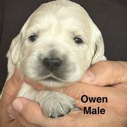 Owen - Light golden male Golden Retriever puppy in Hastings, Michigan from Teresa Stevens