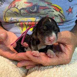 Venus - Tri-color female Bernedoodle puppy in Ferguson, North Carolina from Elevated Standards NC