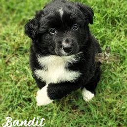 Bandit - Black & white male Miniature Australian Shepherd puppy in Muskogee, Oklahoma from Tagalong Lane Australian shepherds