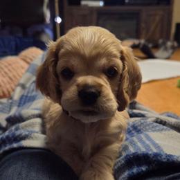 Charlie - Buff female Cocker Spaniel puppy in Marshfield, Wisconsin from Gingerale Cockers and Cockapoos