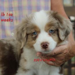 RMF6 - Red merle female Miniature American Shepherd puppy in Elgin, Oregon from LongMile Aussies