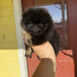 Star - Black and tan female Pomeranian puppy in Ector, Texas from BB Pomeranians