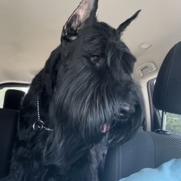 Legend - Giant Schnauzer