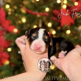 Jack Frost - Black rust and white male Bernese Mountain Dog puppy in Owasso, Oklahoma from Kallams Bernedoodles & Bernese Mountain Dogs