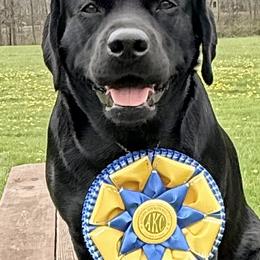 Labrador Retrievers from Alum Creek Labradors