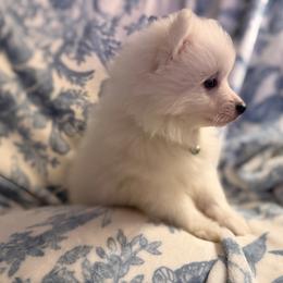 Green - White male Japanese Spitz puppy in Madison, Alabama from Cinabell Japenese Spitz