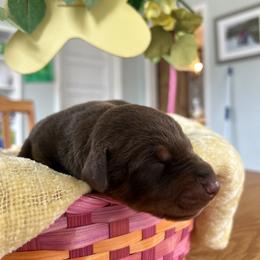 Doberman Pinscher Puppies from Sky’s Dobermans