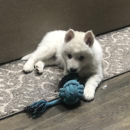 Siberian Husky Puppies from Addison Grove Huskies