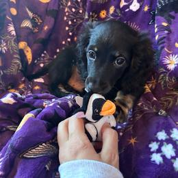 Koda -AKC Pet Only - Black and cream male Dachshund puppy in Proctor, Montana from Blue Star Dachshunds