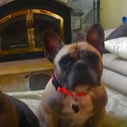 French Bulldogs from For Love of Frenchies